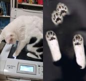 A Cat Scan