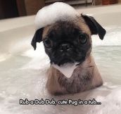 Pug With A Bubble Hat And Beard
