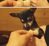 Puppy Gets A Prosthetic Hand