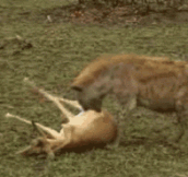 Cheetah And Hyena Fight Over A Deer