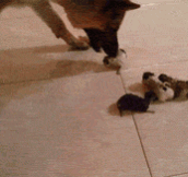 Dog Giving The Tiniest Kittens A Wash