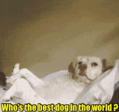 Lazy Dog Knows The Answer
