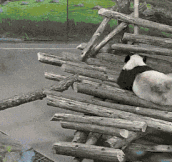 Panda Gets Surprised By A Squirrel