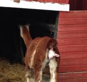 Goat Baby Is Born