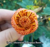 The Beautiful Abutilon Flower