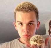 Hedgehog Found A Friend