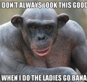 Smooth chimpanzee…