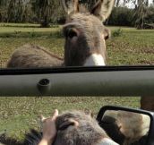Donkeys Are Sweet Pets