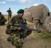 Bodyguards protect one of six remaining Northern White Rhinos