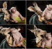 Two orphaned babies, one a kangaroo and the other a wombat, have ended up forming a close relationship after ending up at the same Australian rescue center.