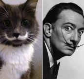 18 Cats That Resemble Something Else