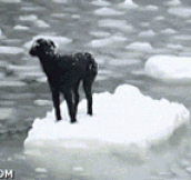 Dog Saved From Floating Ice