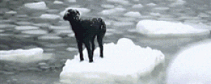 Dog Saved From Floating Ice