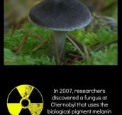 Radioactive Fungi
