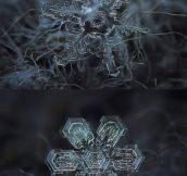 Micro-Photography Of Individual Snowflakes