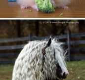 Animals With Fabulous Hair