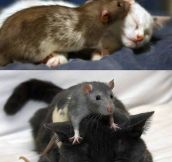 Cat And Mice Love