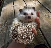The Happiest Little Hedgehog