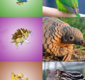 Real Things That Inspired Pokemons