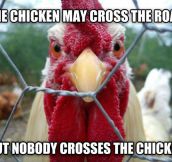 Don’t Mess With The Chicken