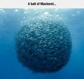 Ocean Fish Ball