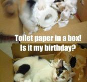 Toiler Paper In A Box
