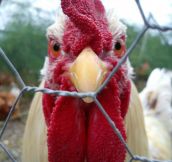 Tough Looking Chicken