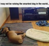 Not The Smartest Dog