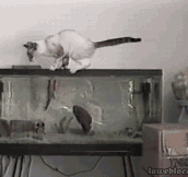 Cat Vs. Fish