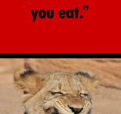 Lion Cub’s Sense Of Humor