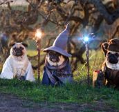 Lord Of The Pugs