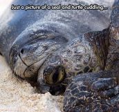 Turtles And Seals Are Bros In Nature