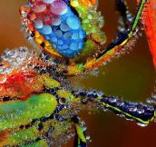 Dragonfly Covered In Morning Dew