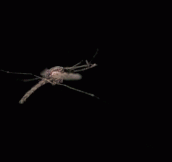 Mosquito Hit With A Laser Beam