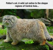 Pallas’s Cat