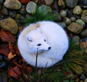 Beautiful Photo Of An Arctic Fox