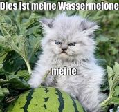You Said It, German Cat