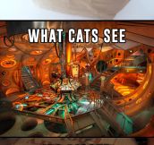 How Cats See The World