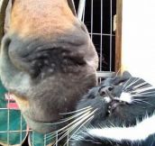 Horse Doesn’t Respect Personal Space