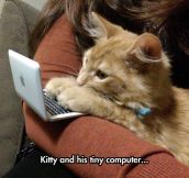 On The Internet No One Knows You’re A Cat