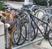 Parking My Cow