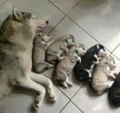 Sleeping With The New Family