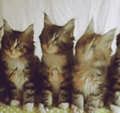 Metal Kittens