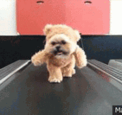 Just A Dog Dressed As A Bear On A Treadmill