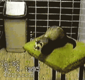 Ferret Jumps In A Trashcan