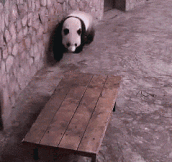 Mission Impossible: Panda Edition