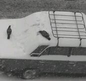 Crows Playing In The Snow