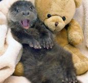 This Otter Is So Excited To Have A New Friend