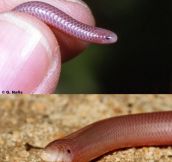 The Western Blind Snake Looks So Happy