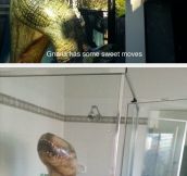 The Adventures Of Gnarls The Dinosaur